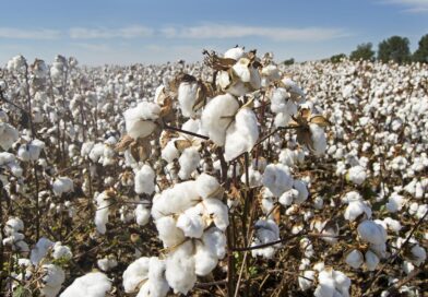 Capacitação forma novos inspetores para atuar em usinas de beneficiamento de algodão de MG