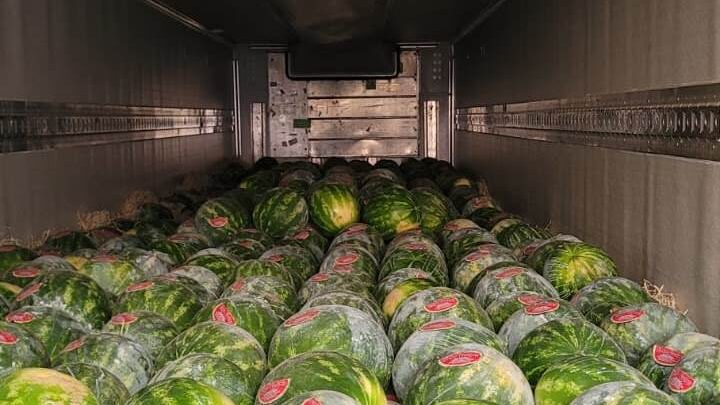 Agrodefesa busca assegurar a qualidade fitossanitária da melancia goiana para exportação
