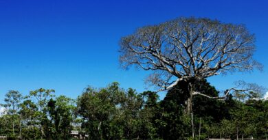 BNDES ultrapassa R$ 650 milhões em recursos para restauração ecológica de florestas