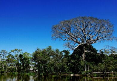 BNDES ultrapassa R$ 650 milhões em recursos para restauração ecológica de florestas